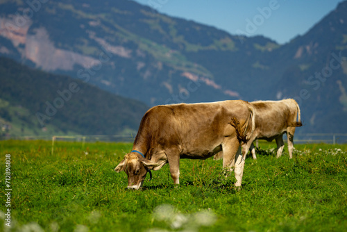Cows are grazing on a summer day on a meadow in Switzerland. Cows grazing on farmland. Cattle pasture in a green field. Cows in a field on a eco Cattle farm. Organic milk from grass field cow. Swiss