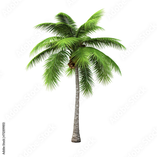 coconut palm in 3d rendering
