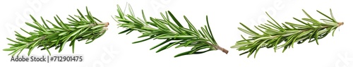 Collection of PNG. Rosemary isolated on a transparent background. photo