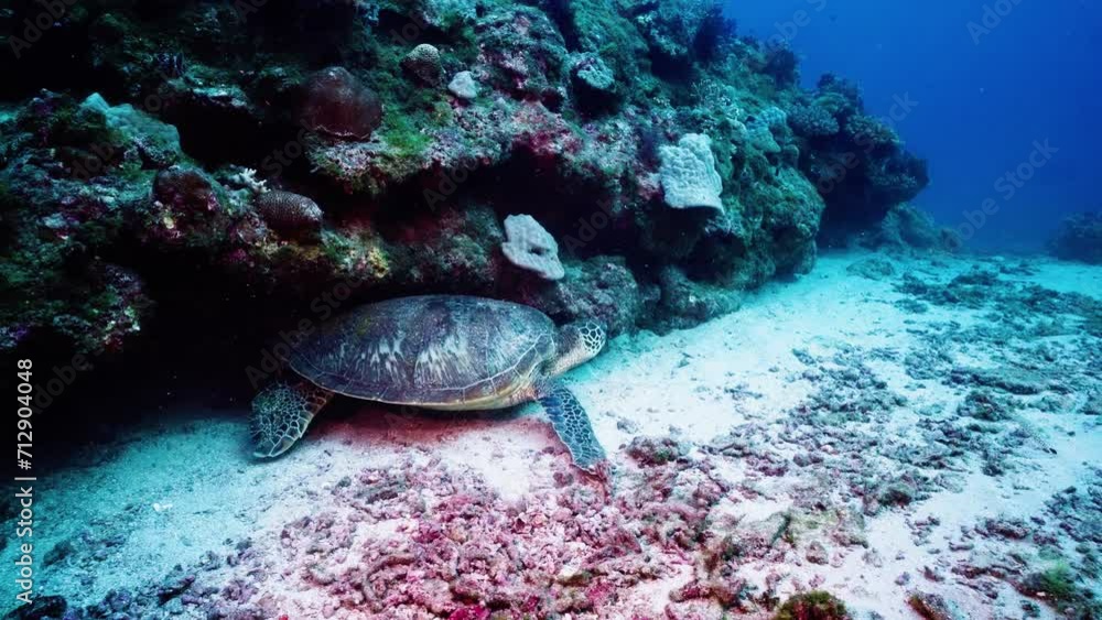 underwater coral reef sea turtle is resting under the reef, sleeping, blue water background in day time in tropical asia Taiwan underwater coral reef sea turtle is resting under the reef, sleeping, blue water background in day time in tropical asia Taiwan