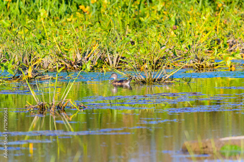 A Female Wood Duck at Pointe Mouille State Game Area  near Rockwood  Michigan.