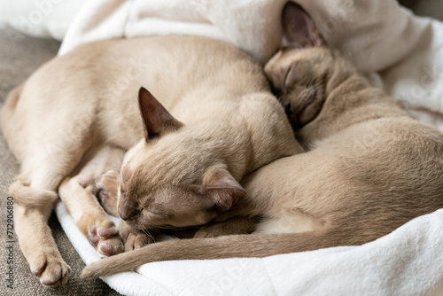 beige burmese kittens lying on the couch at home