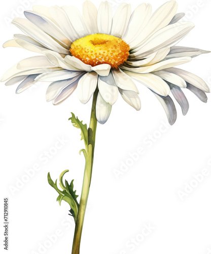 Watercolor style flowers isolated on transparent background. PNG