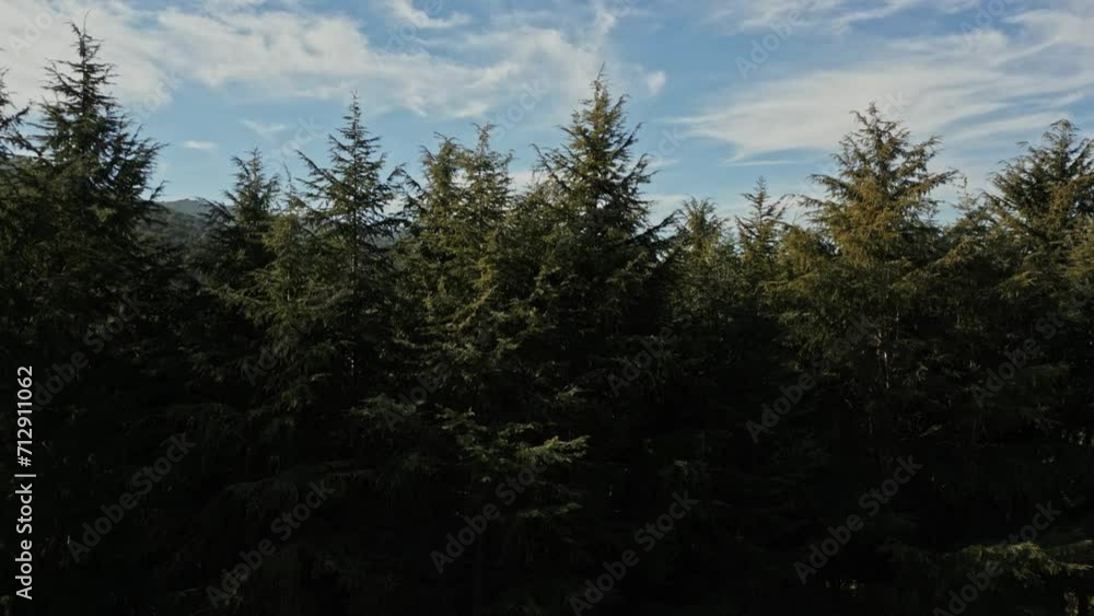 Blue Partly Cloudy Skyline, Open Autumn Forest Revealed as Drone Rises Up Trees Blue Partly Cloudy Skyline, Open Autumn Forest Revealed as Drone Rises Up Trees