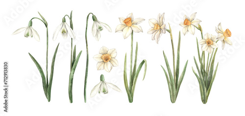 Watercolor set of delicate snowdrops and daffodils, hand painted. Sketch on isolated background for greeting cards, invitations, banners, posters, textiles, business cards, packaging, wallpaper