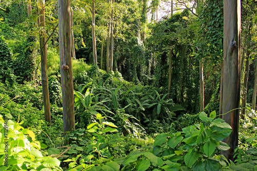 Jungle with rainbow trees (Eucalyptus deglupta) in Kosrae, Micronesia photo
