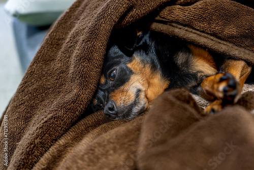 毛布で寝る犬
