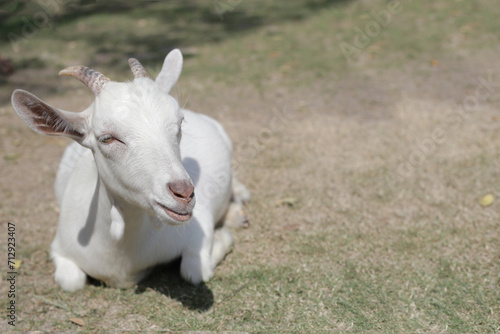 A white goat in farm