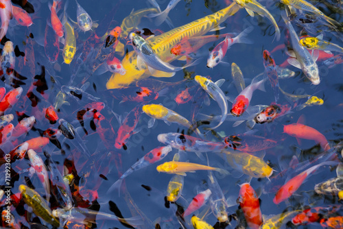 Several goldfish in the water