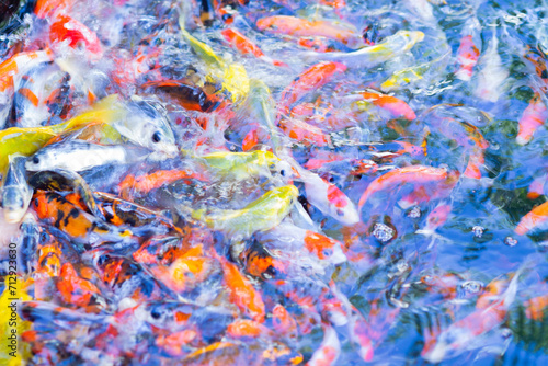 Several goldfish in the water
