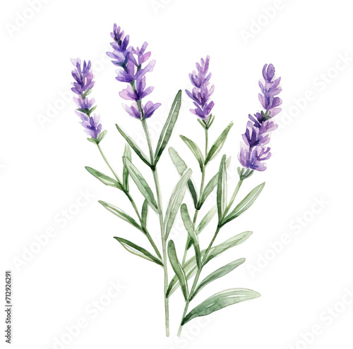 Bunch of lavender isolated on transparent background. PNG