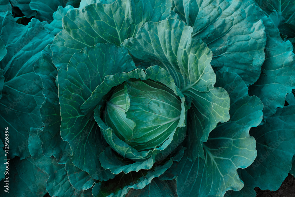 Cabbage growing in the vegetable farm - obrazy, fototapety, plakaty 