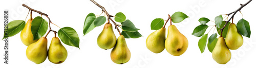 Set of branches with delicious ripe pears, cut out photo