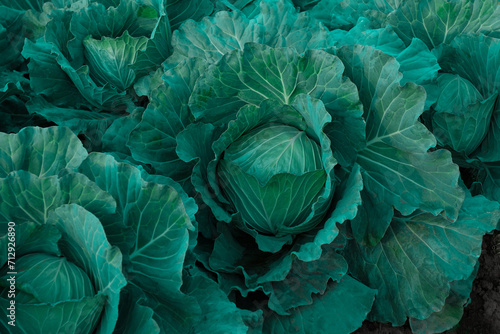 Cabbage growing in the vegetable farm