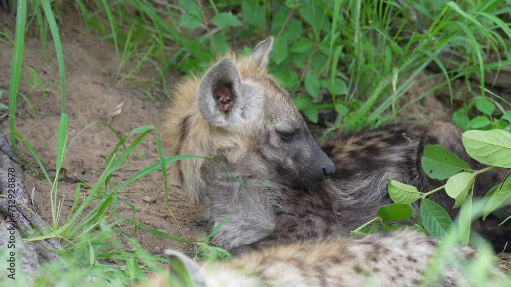 Tired Sleepy Young Spotted Hyena Taking Nap, Close Up Tired Sleepy Young Spotted Hyena Taking Nap, Close Up