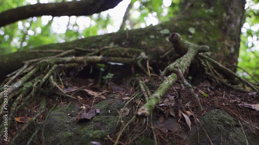 Close up slow motion shot of root of the tree in the woods Close up slow motion shot of root of the tree in the woods