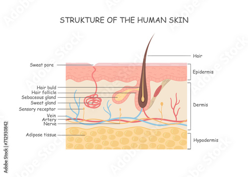 Human Anatomy, Skin And Hair Diagram, Integumentary System photo