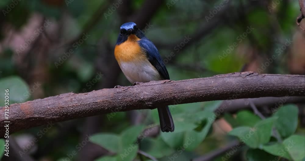 Camera zooms out and slides to the left while this bird looks to the right, Indochinese Blue Flycatcher Cyornis sumatrensis Male, Thailand Camera zooms out and slides to the left while this bird looks to the right, Indochinese Blue Flycatcher Cyornis sumatrensis Male, Thailand