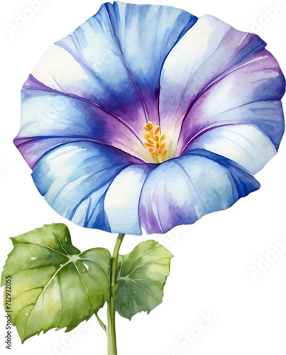 Watercolor painting of a Morning Glory flower. 