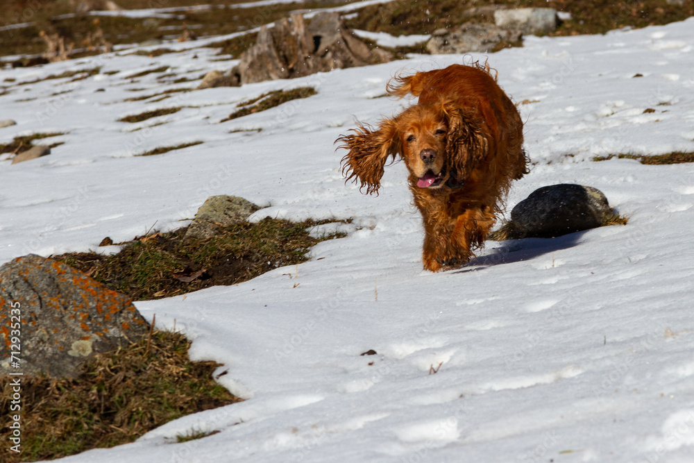 cocker spaniel in the snow