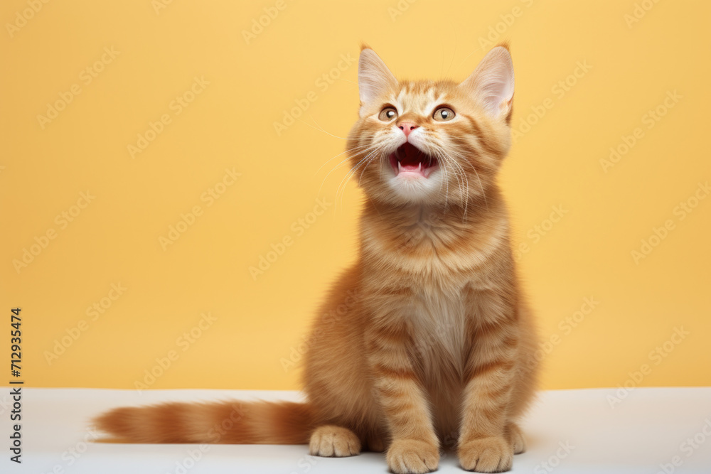 Cat Sitting with Open Mouth on Table