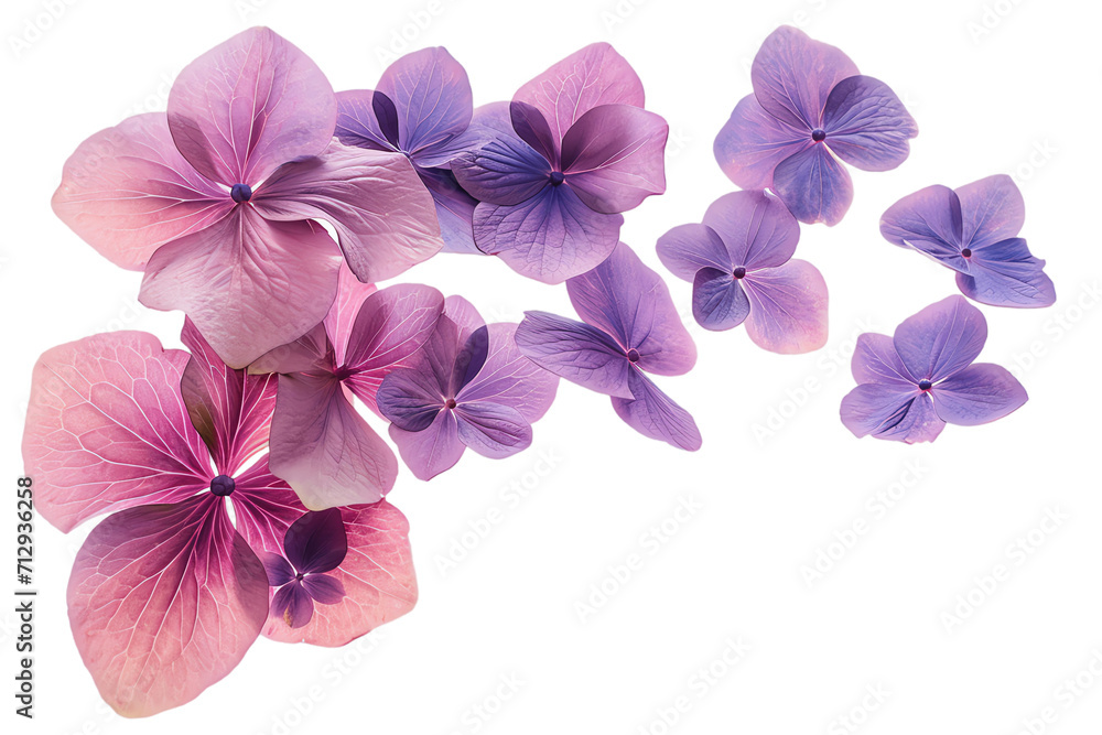 Obraz premium orchid isolated