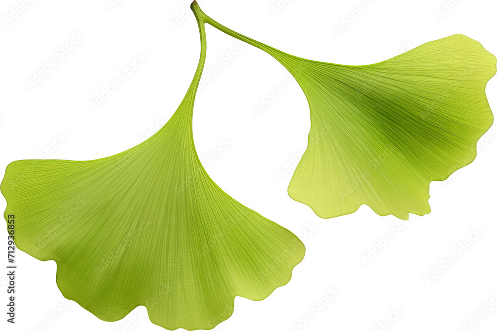 Fototapeta premium Ginkgo biloba green leaves isolated on transparent background. PNG