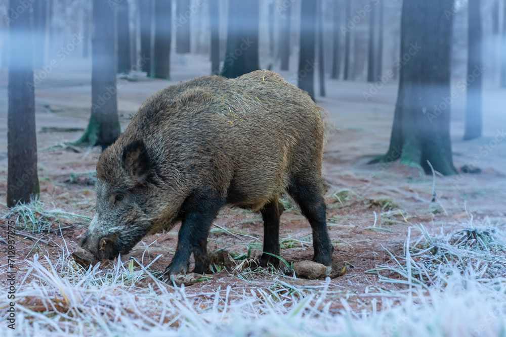 Wildschwein im Morgennebel (Raureif) Wildschwein im Morgennebel (Raureif)