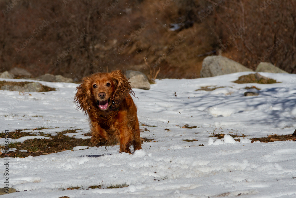 Spaniel bugs in the snow on a walk in the mountains Spaniel bugs in the snow on a walk in the mountains