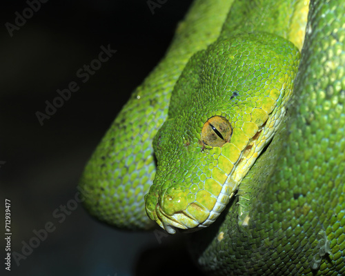 Snake amazon green snake and tree snake jungle reptile