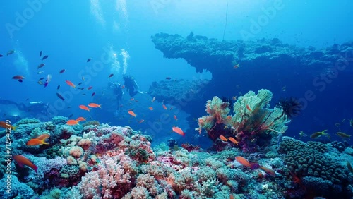 Wallpaper Mural tropical fish and soft corals, strange rocks in the sea, crocodiles rock in the distance, under crystal clean ocean water explores in day time, green island Taiwan Asia Torontodigital.ca