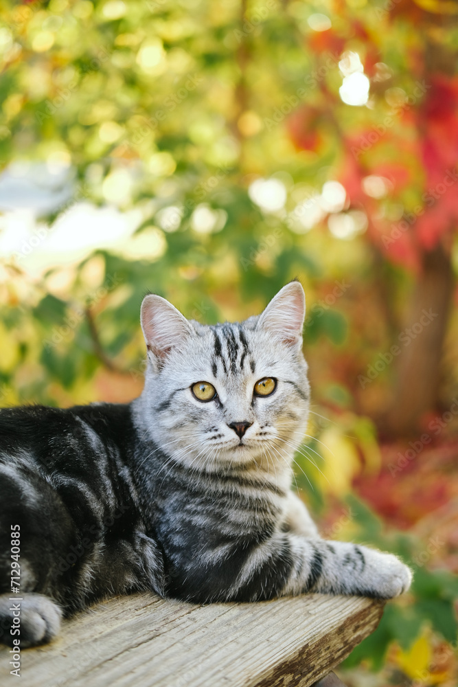 Grey stripped cute young cat sitting on the bench outdoor, fall or autumn colorful background.