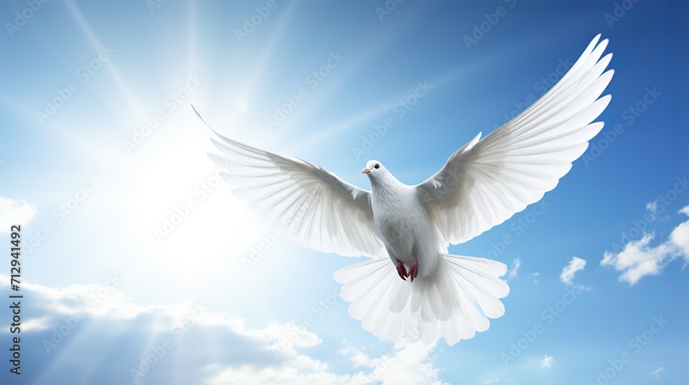 White dove flying .Dove in the air with wings wide open in the bright blue sky White dove flying .Dove in the air with wings wide open in the bright blue sky