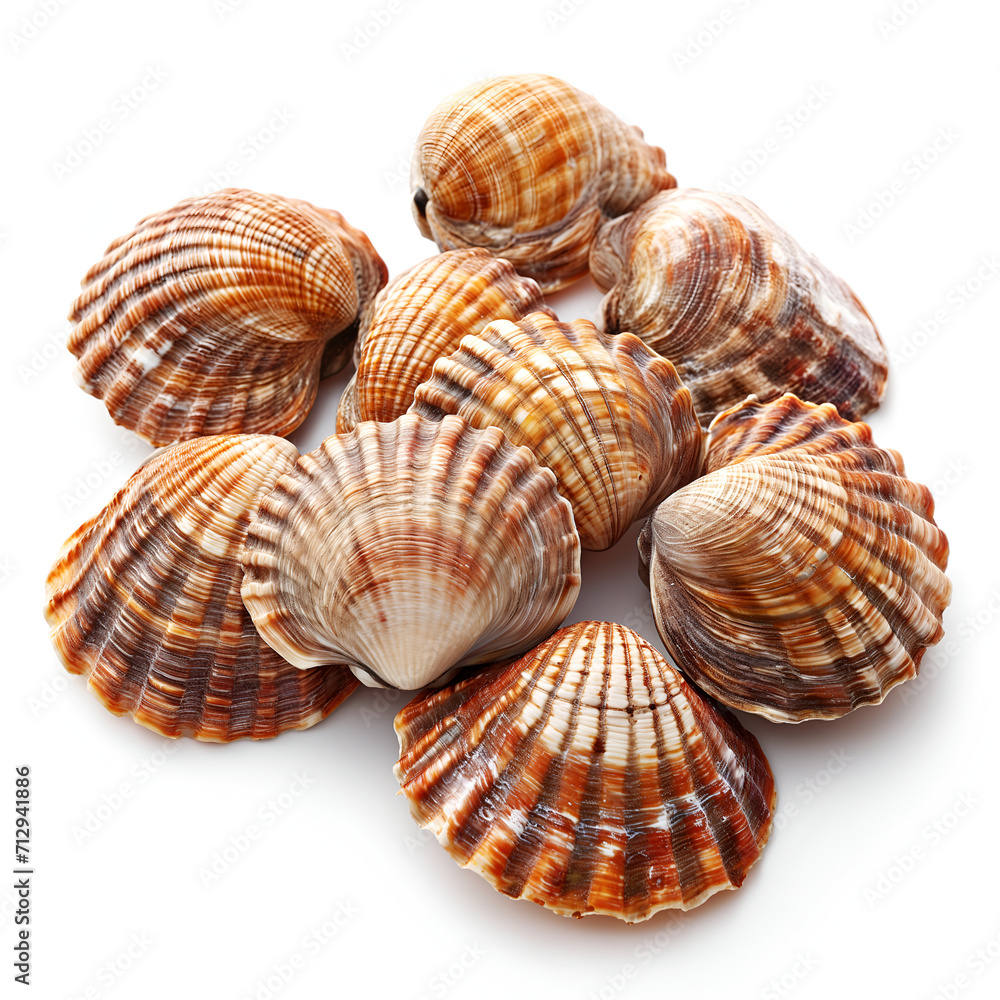 isolated seashells on the white background