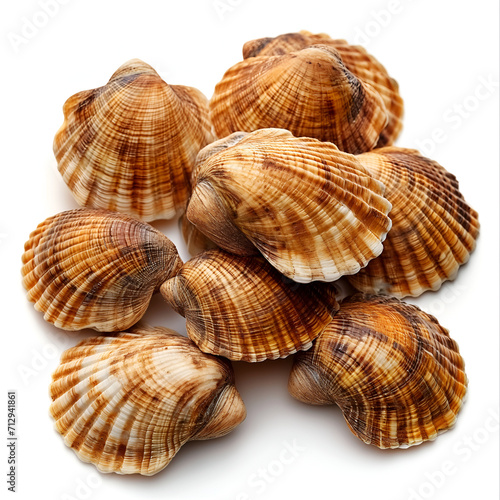 isolated seashells on the white background
