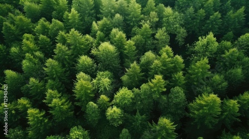 Lush green forest canopy from above  showcasing nature s dense texture.