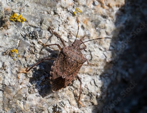 Detail of a brown Halyomorpha beetle on a gray stone.