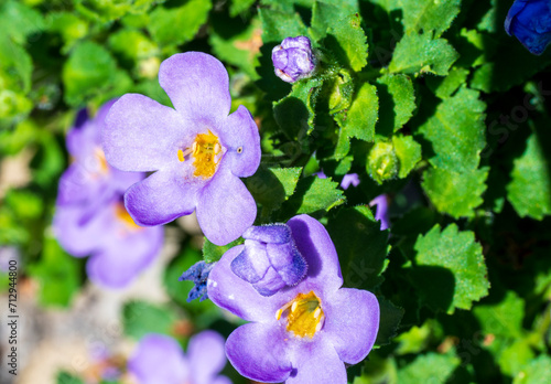 Detail of the blue-yellow flower of the plant Chaenostoma cordatum. photo