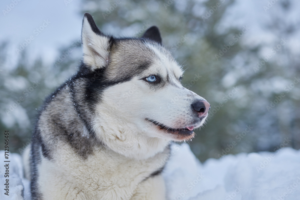 portrait of a beautiful Husky dog in the snow in winter, dog in the snow in winter