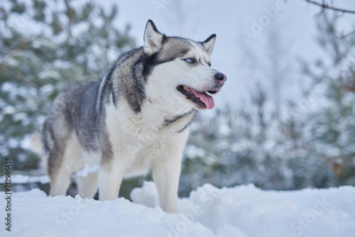 portrait of a beautiful Husky dog in the snow in winter  dog in the snow in winter