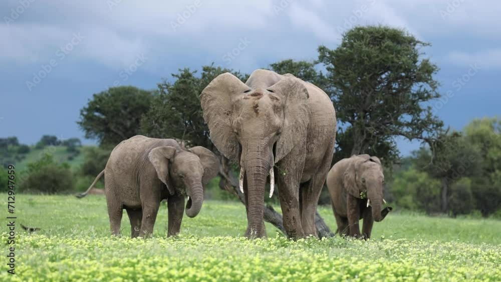 Three African Elephants Eating Flowers in Botswana, Front On Shot Three African Elephants Eating Flowers in Botswana, Front On Shot