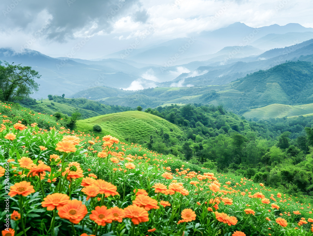 Marigold Flowers Overlooking Misty Mountains
Marigold Flowers Overlooking Misty Mountains