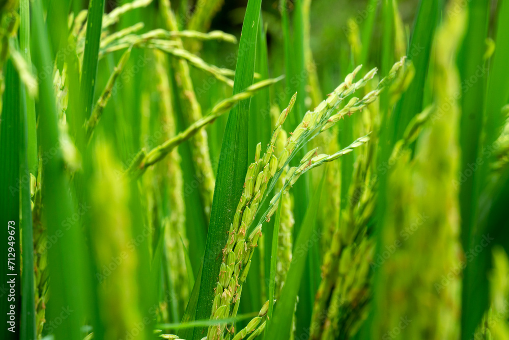 Close up of yellow green rice field