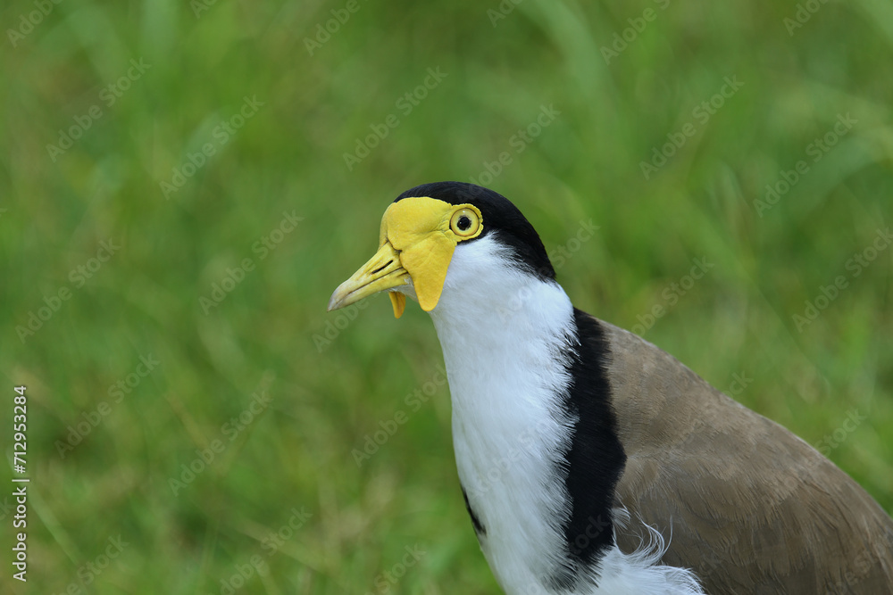 Close-up Australian adult Masked Lapwing -Vanellus miles, novaehollandiae- looking to camera tall grass soft light 