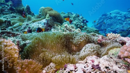 Wallpaper Mural Underwater A large group of bright sea anemone and orange clownfish symbiosis covering the entire island on tropical coral reef, with crystal ocean water, wide angle and macro shots Torontodigital.ca