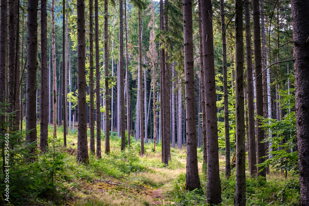 Chemin dans une forêt de sapins Chemin dans une forêt de sapins