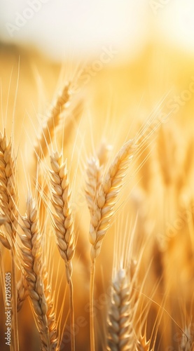 Golden wheat field in sunrise background stock photo.