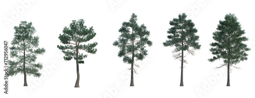 3d rendering tree isolated cut background