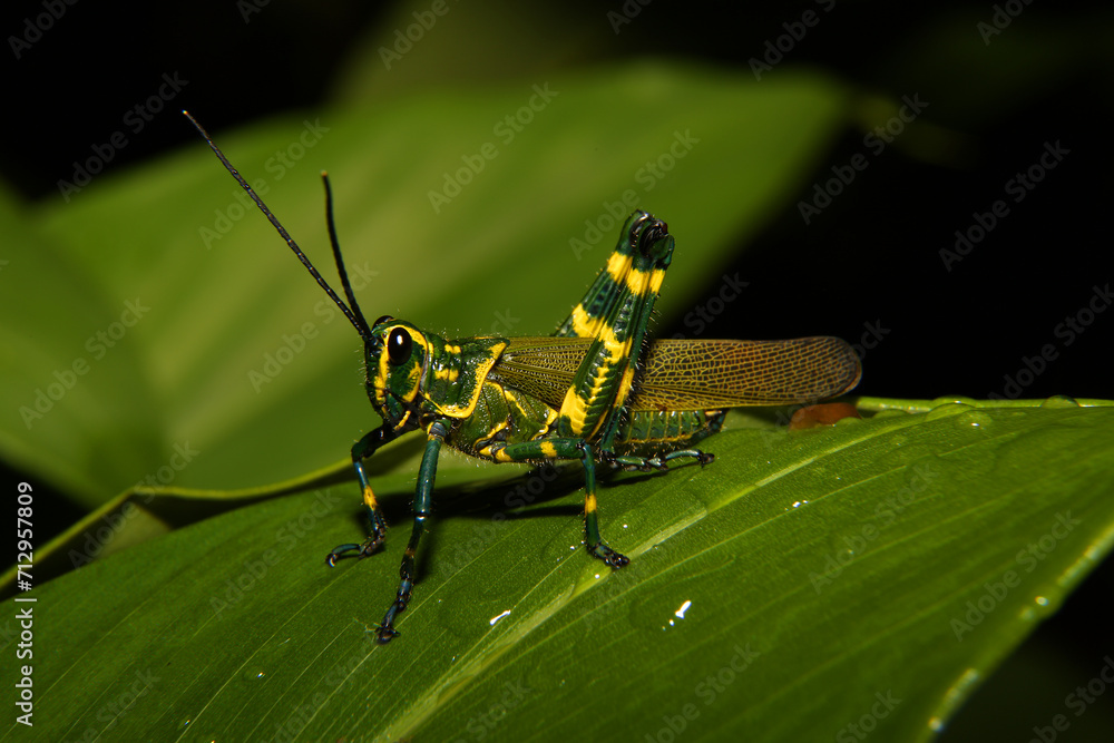 Fototapeta premium Brazilian-soldier-grasshopper (Chromacris speciosa) on a leaf