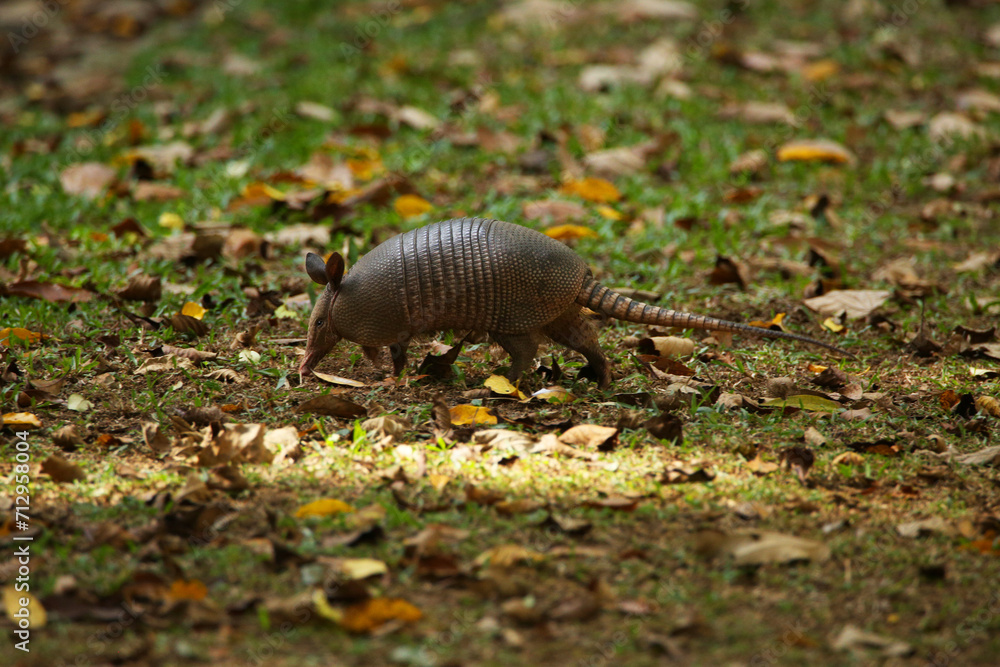 Obraz premium Armadillo runing on the field